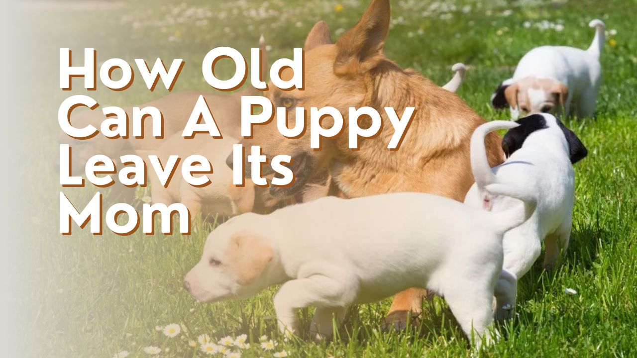 How Old Can A Puppy Leave Its Mom