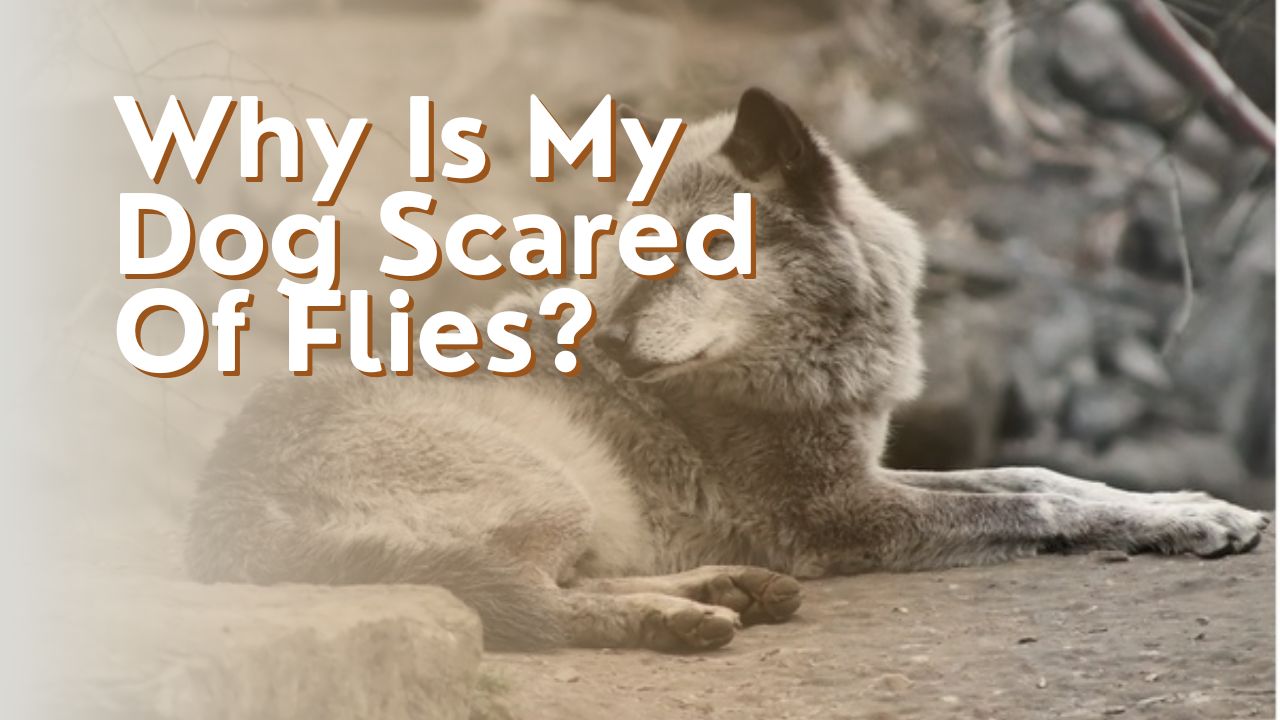 Why Is My Dog Scared Of Flies?