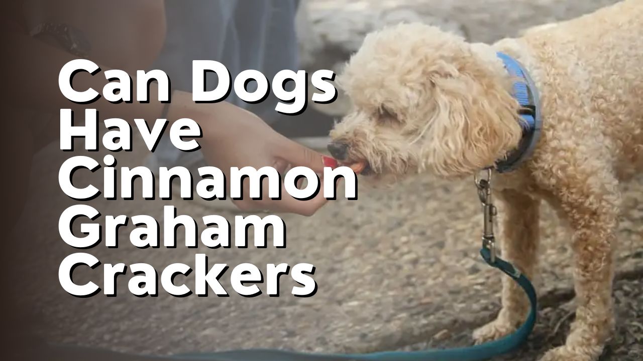 Can Dogs Have Cinnamon Graham Crackers