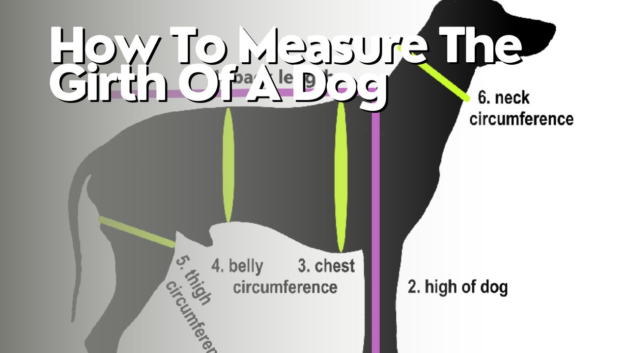 How To Measure The Girth Of A Dog