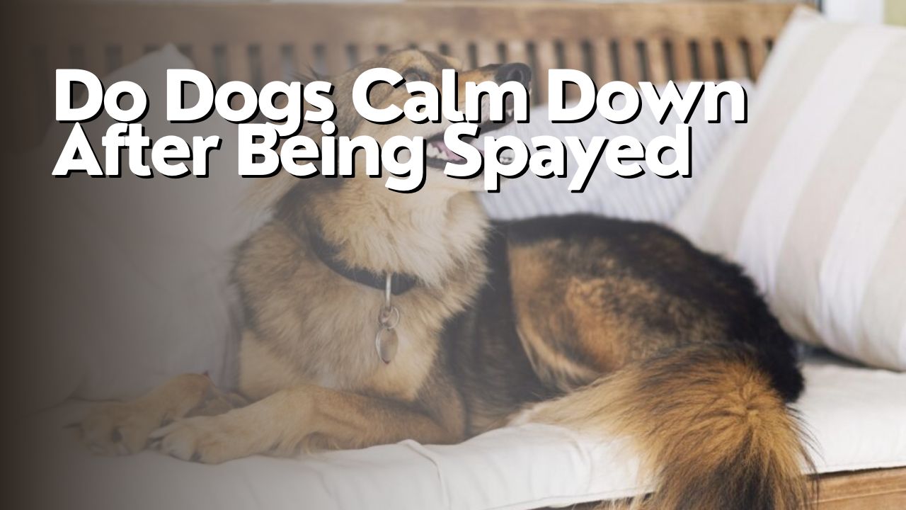 Do Dogs Calm Down After Being Spayed