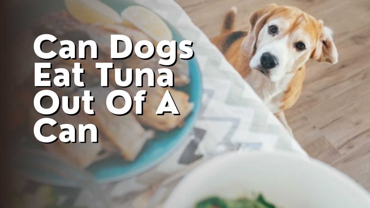 Can Dogs Eat Tuna Out Of A Can