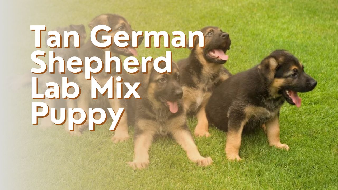 Tan German Shepherd Lab Mix Puppy
