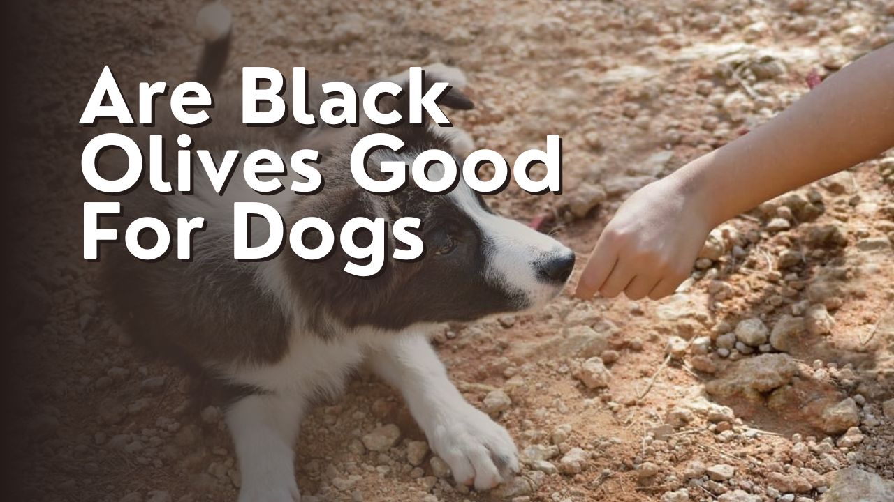 Are Black Olives Good For Dogs