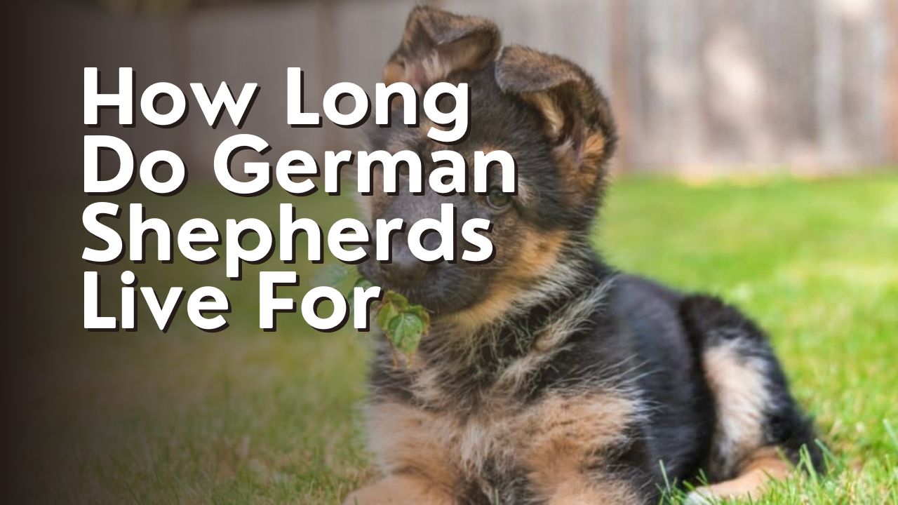 How Long Do German Shepherds Live For