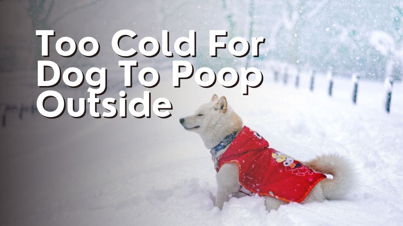 Too Cold For Dog To Poop Outside