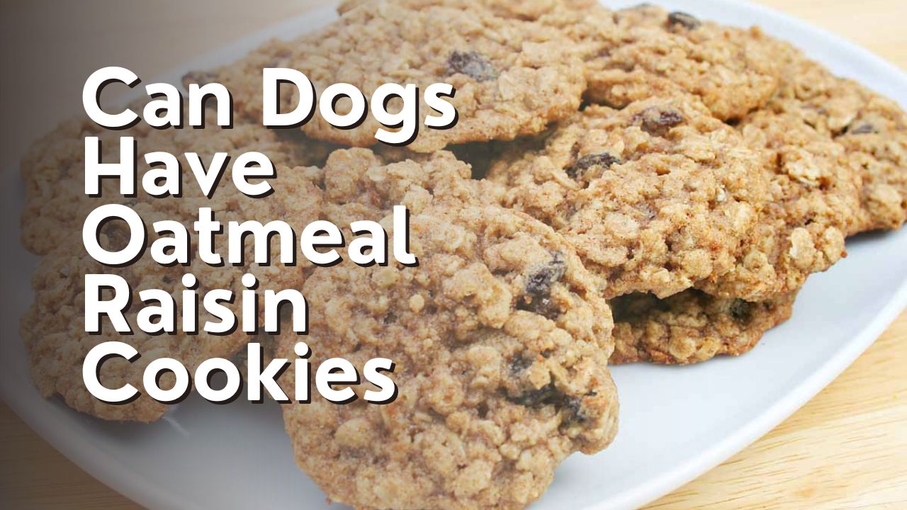 Can Dogs Have Oatmeal Raisin Cookies