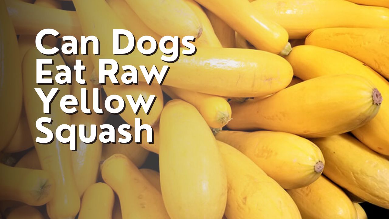 Can Dogs Eat Raw Yellow Squash