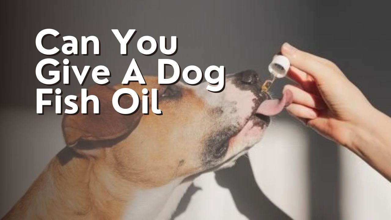 Can You Give A Dog Fish Oil