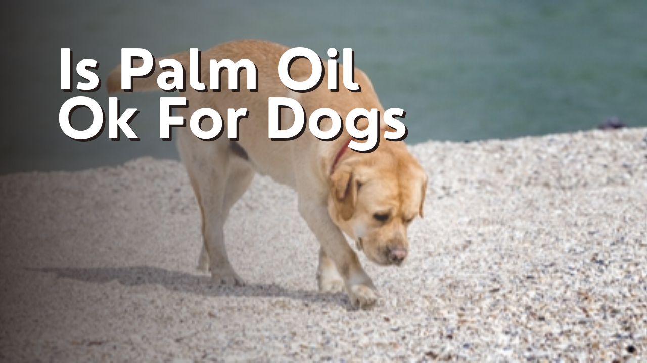 Is Palm Oil Ok For Dogs