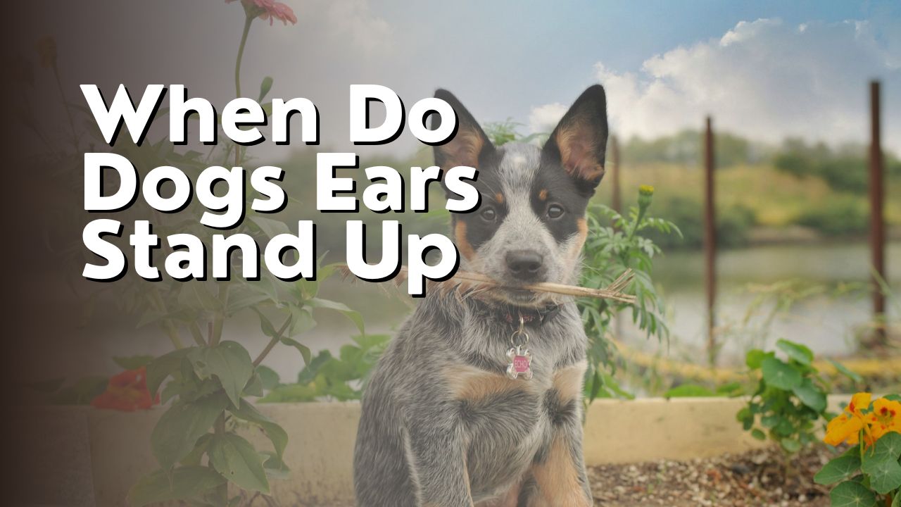 When Do Dogs Ears Stand Up