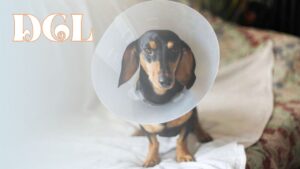 Will My Dog Calm Down After Being Spayed