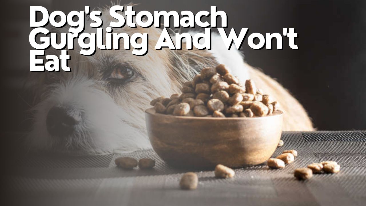 Dog's Stomach Gurgling And Won't Eat