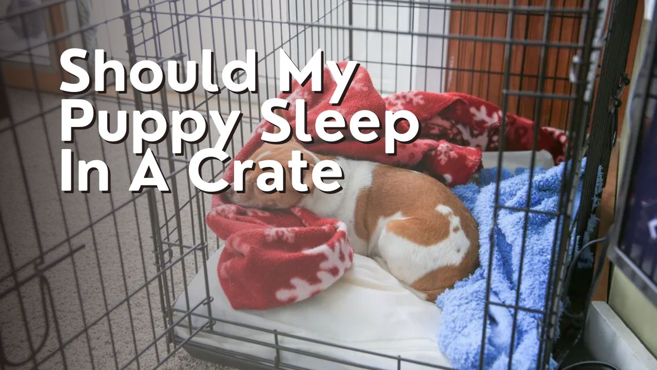Should My Puppy Sleep In A Crate