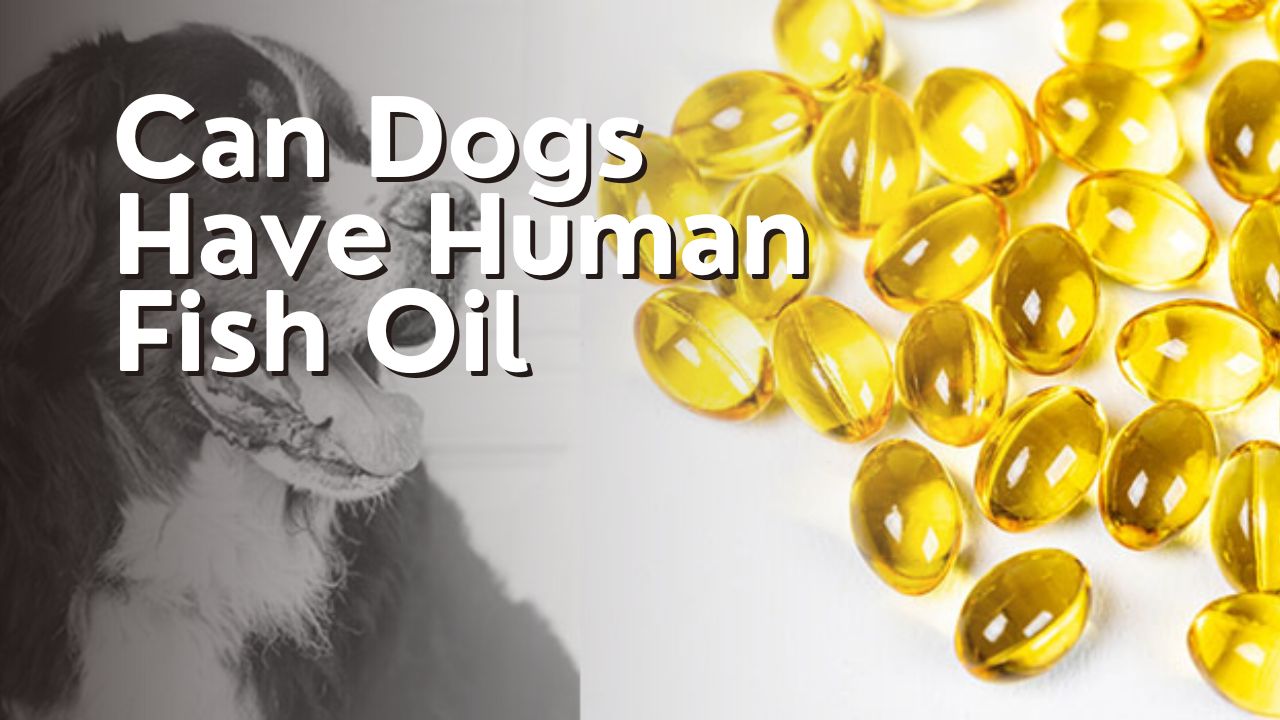 Can Dogs Have Human Fish Oil