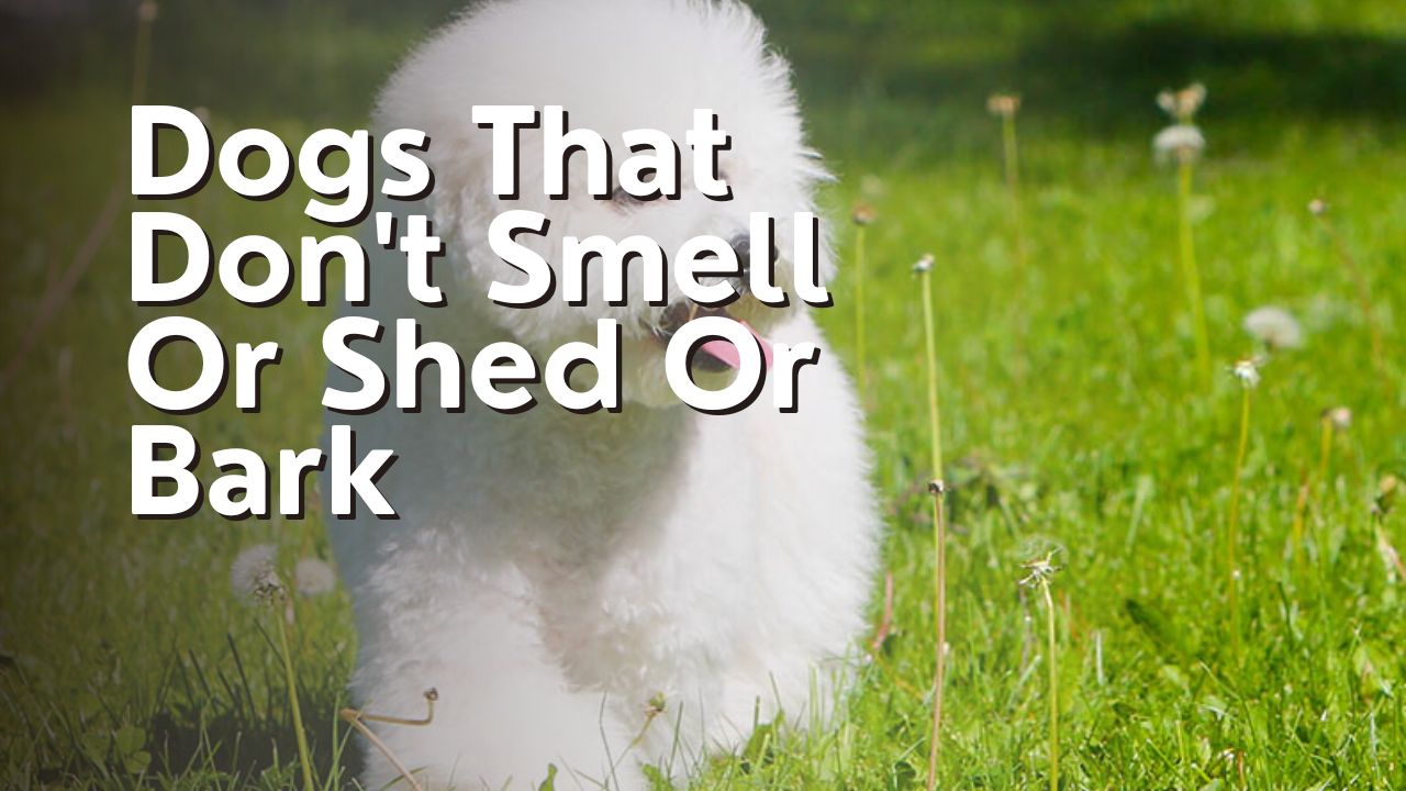Dogs That Don't Smell Or Shed Or Bark