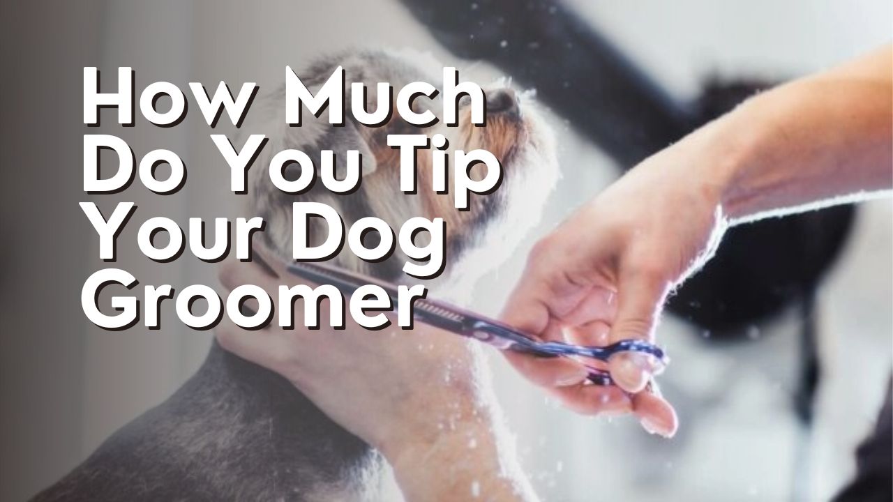 How Much Do You Tip Your Dog Groomer