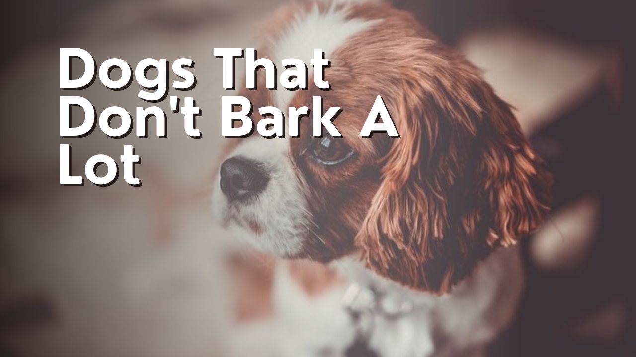 Dogs That Don't Bark A Lot