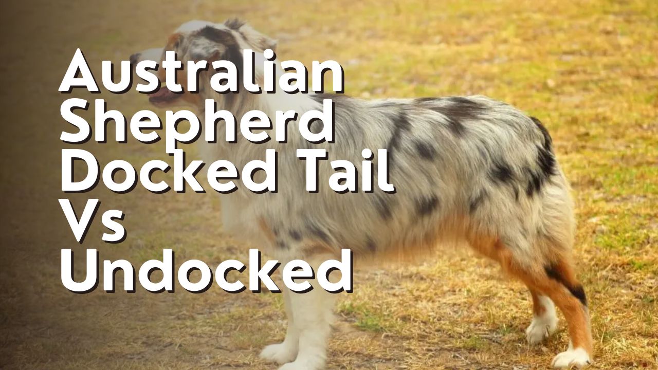 Australian Shepherd Docked Tail Vs Undocked
