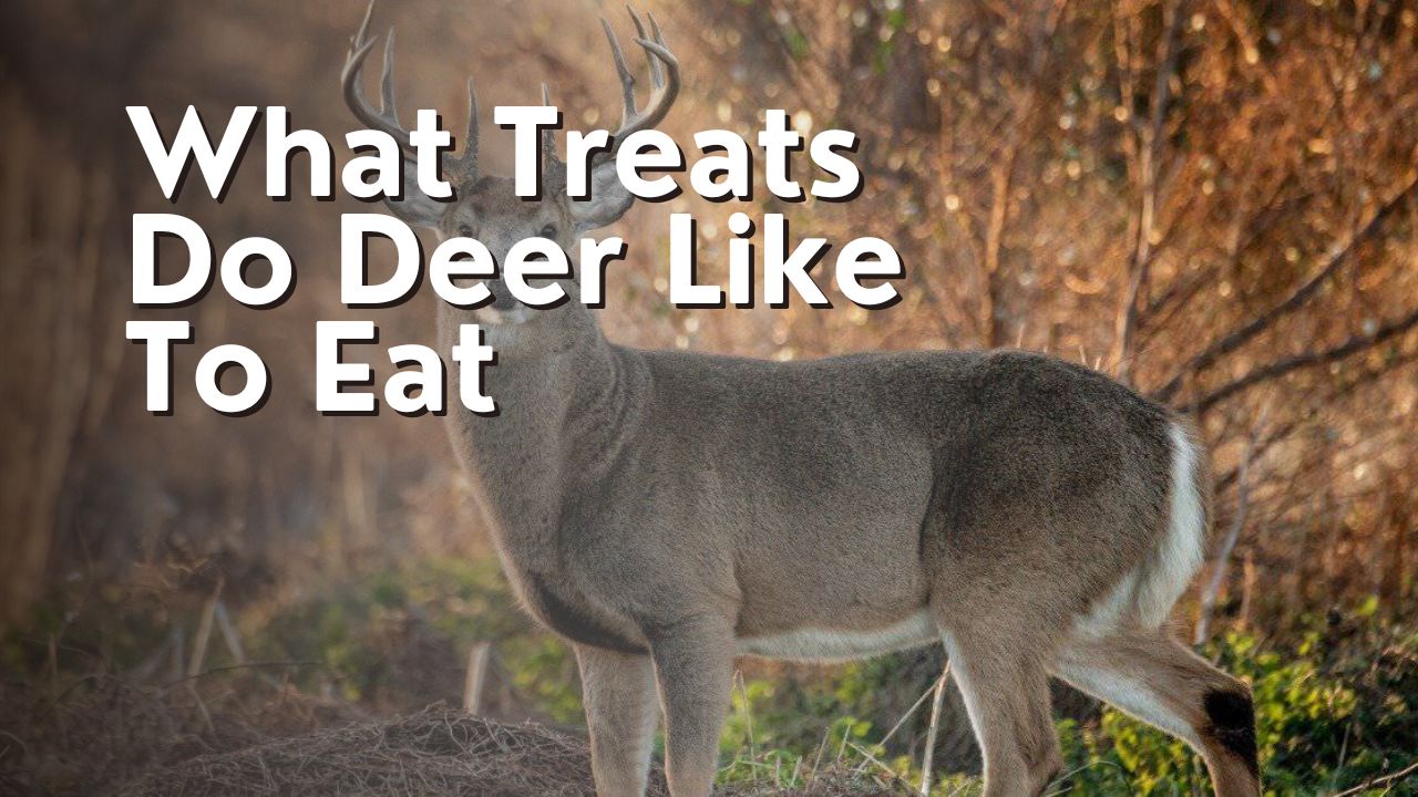 What Treats Do Deer Like To Eat