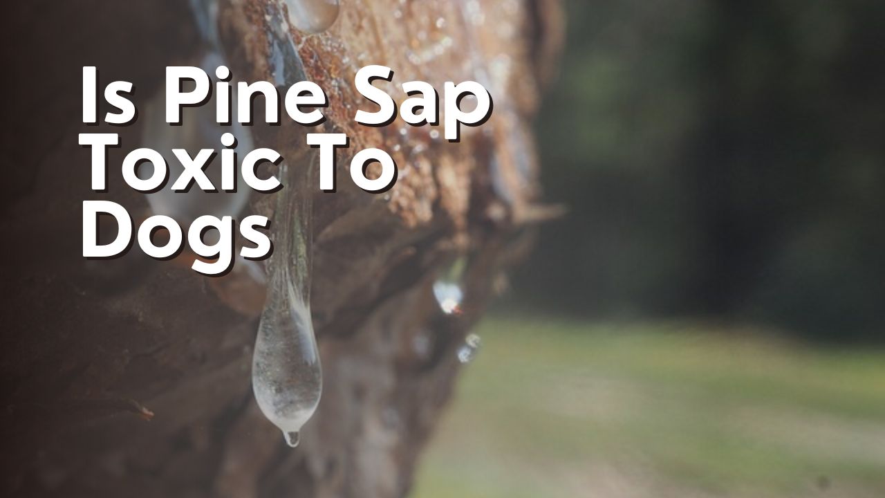 Is Pine Sap Toxic To Dogs