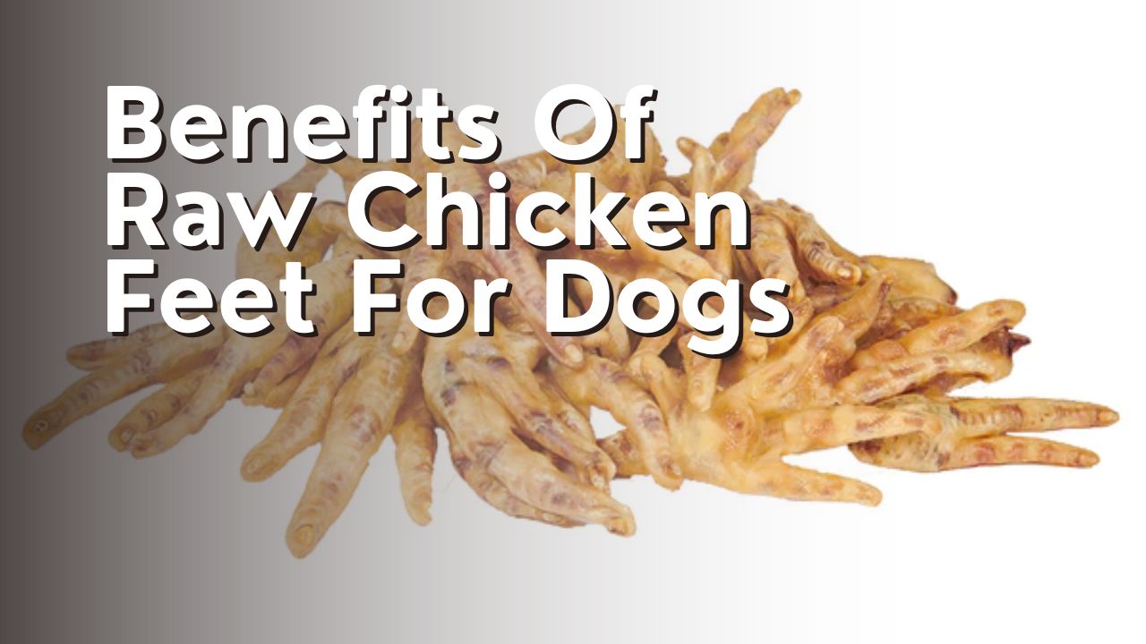 Benefits Of Raw Chicken Feet For Dogs