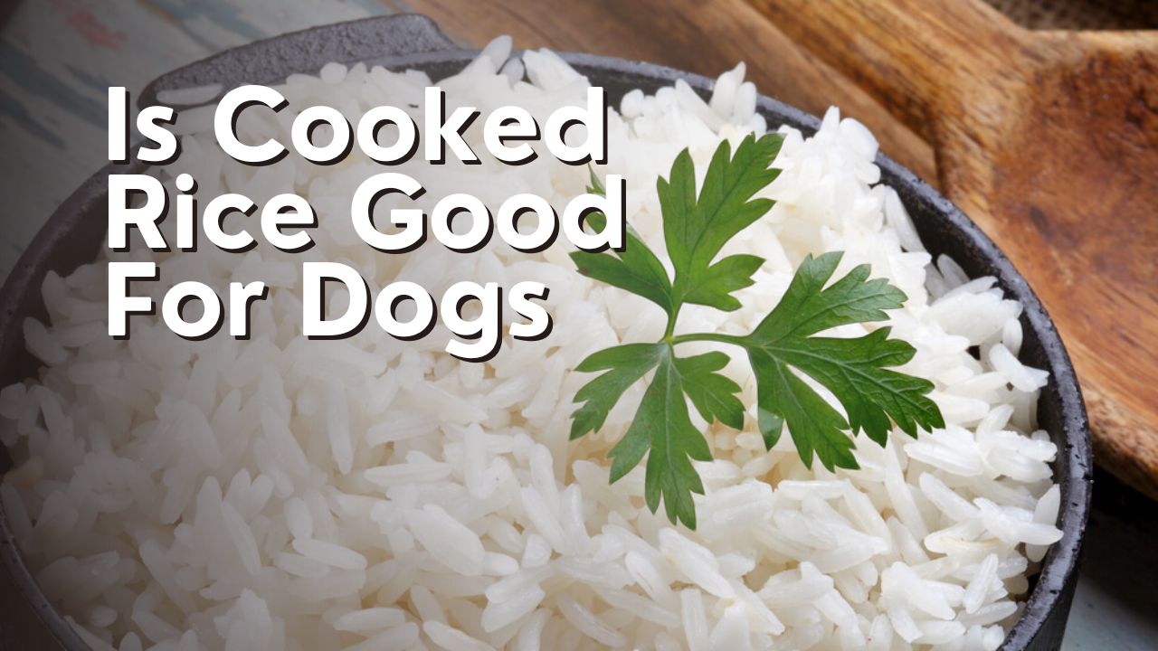 Is Cooked Rice Good For Dogs