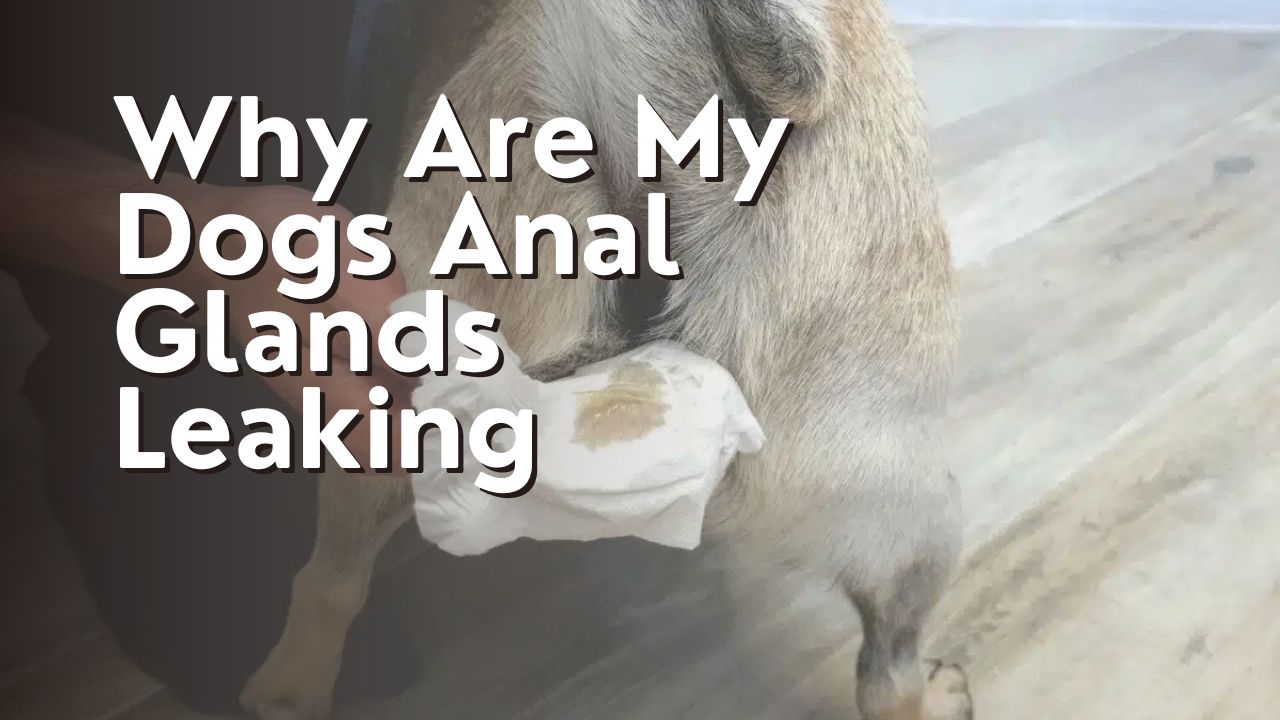 Why Are My Dogs Anal Glands Leaking