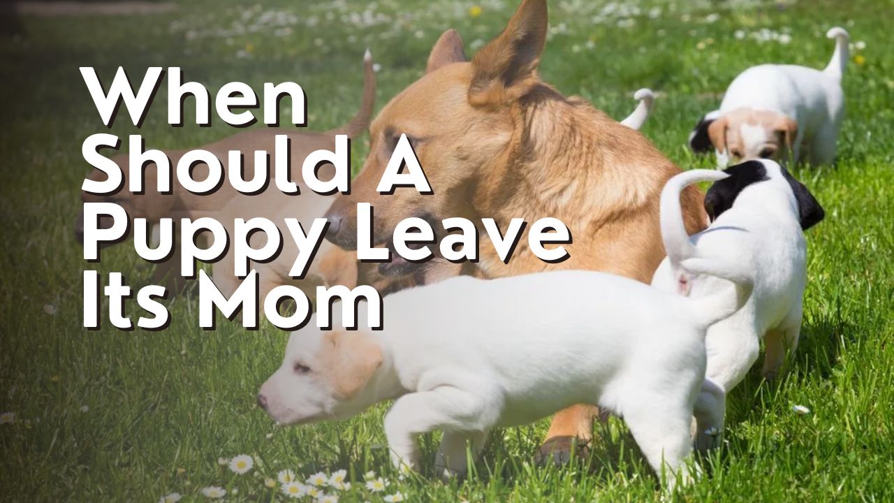 When Should A Puppy Leave Its Mom