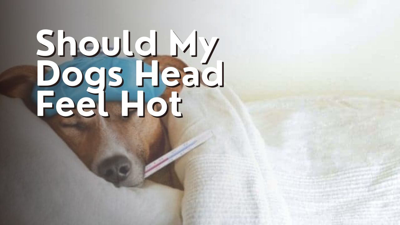 Should My Dogs Head Feel Hot