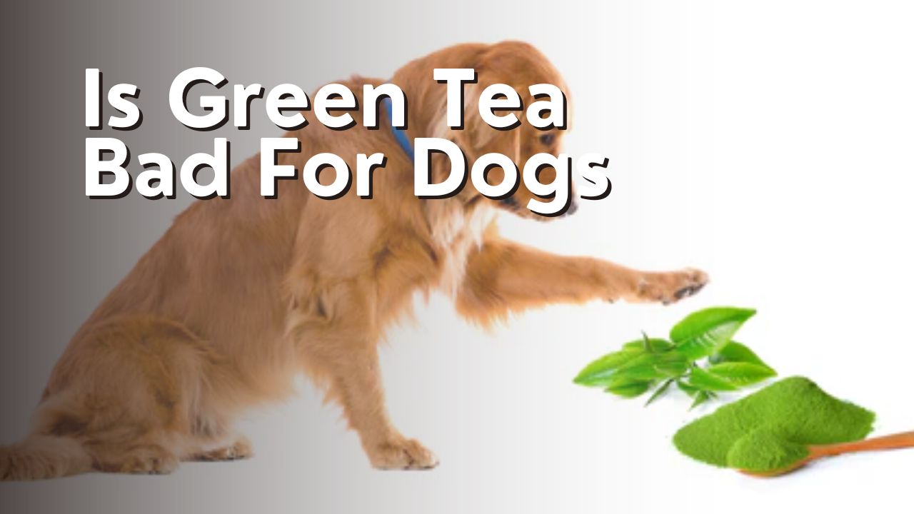 Is Green Tea Bad For Dogs