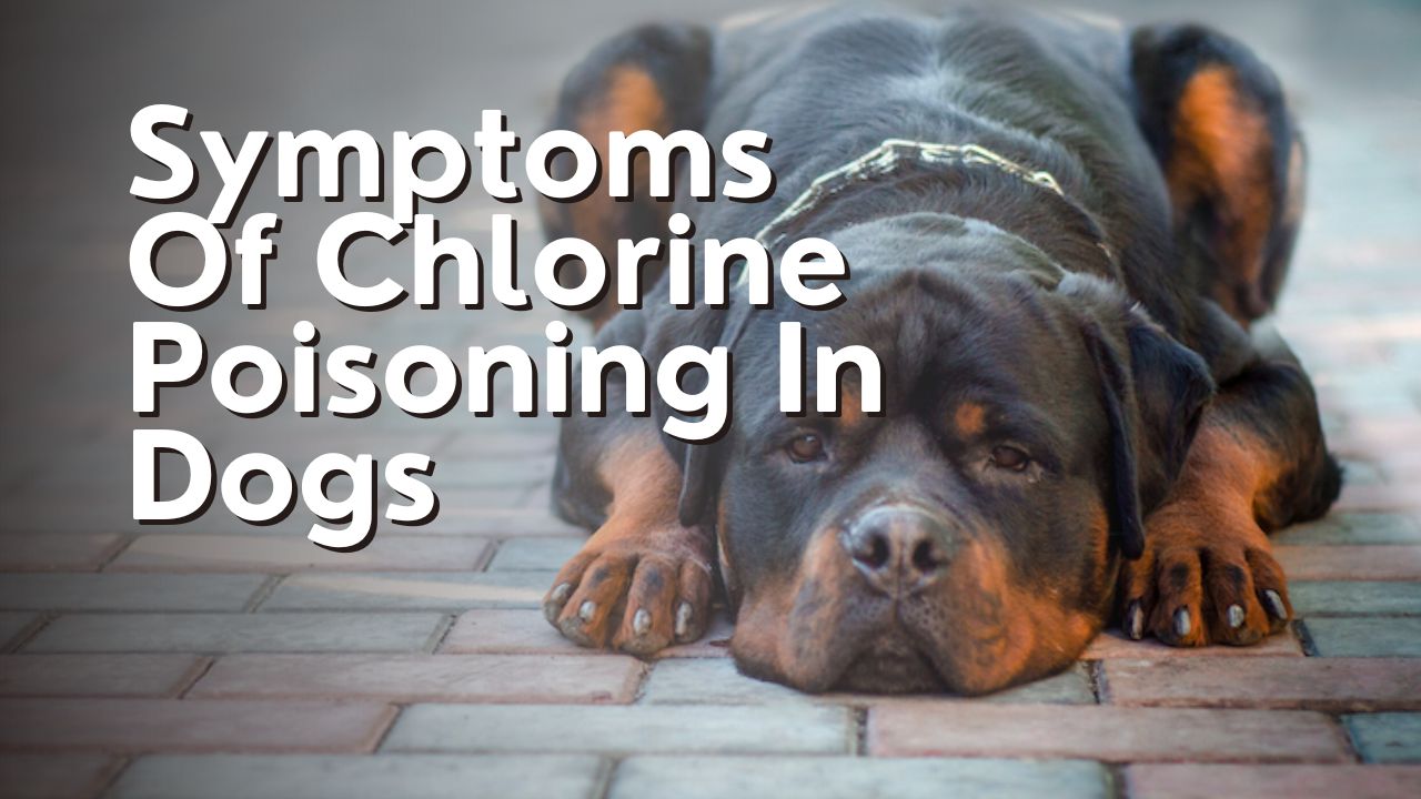 Symptoms Of Chlorine Poisoning In Dogs