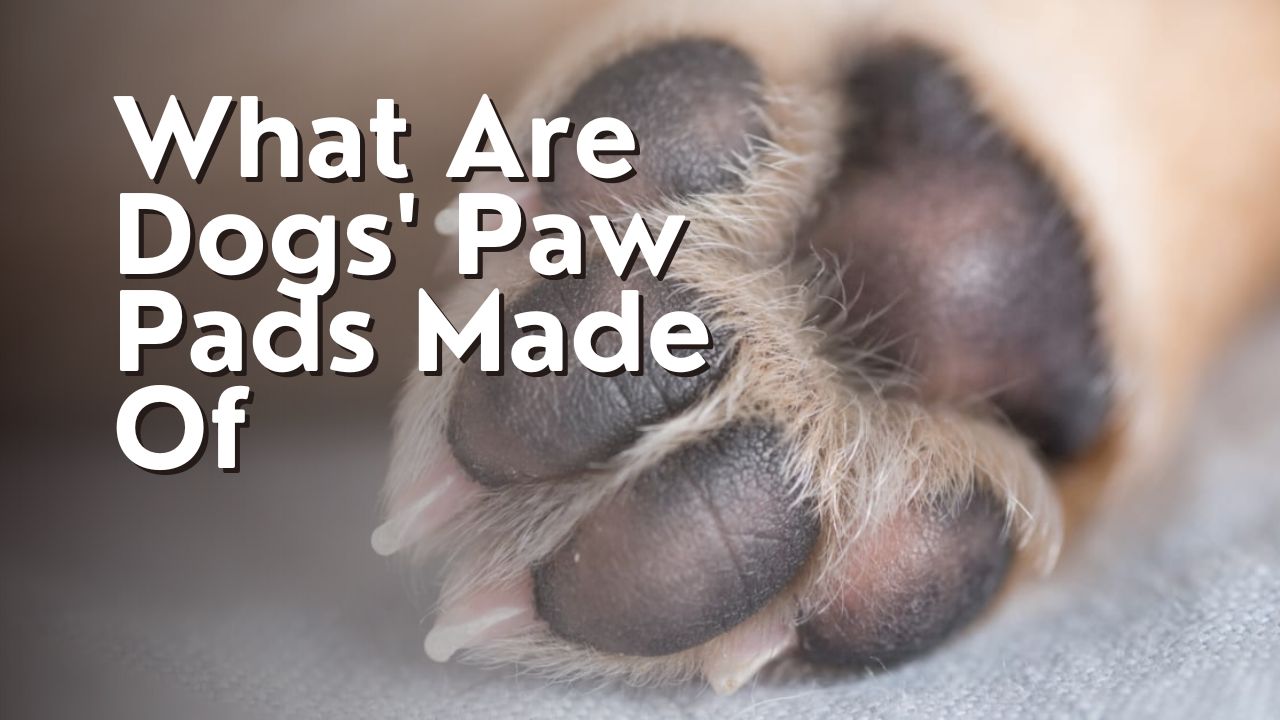 What Are Dogs' Paw Pads Made Of