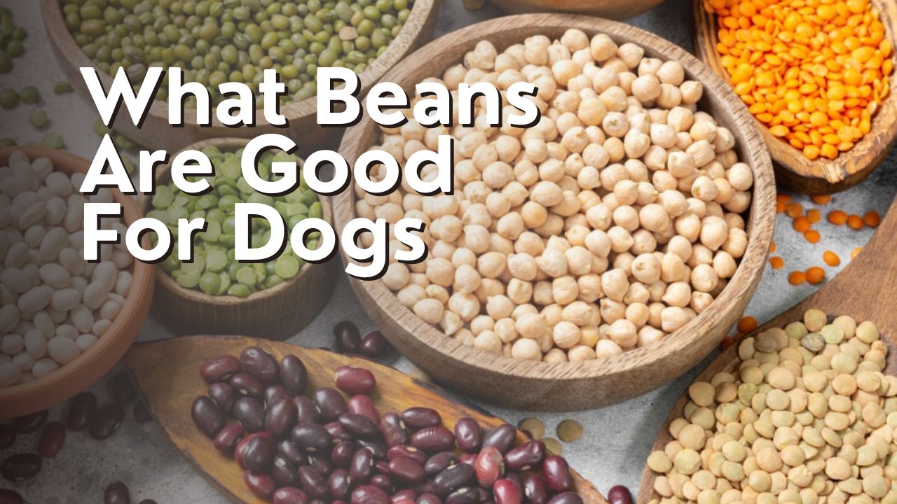 What Beans Are Good For Dogs