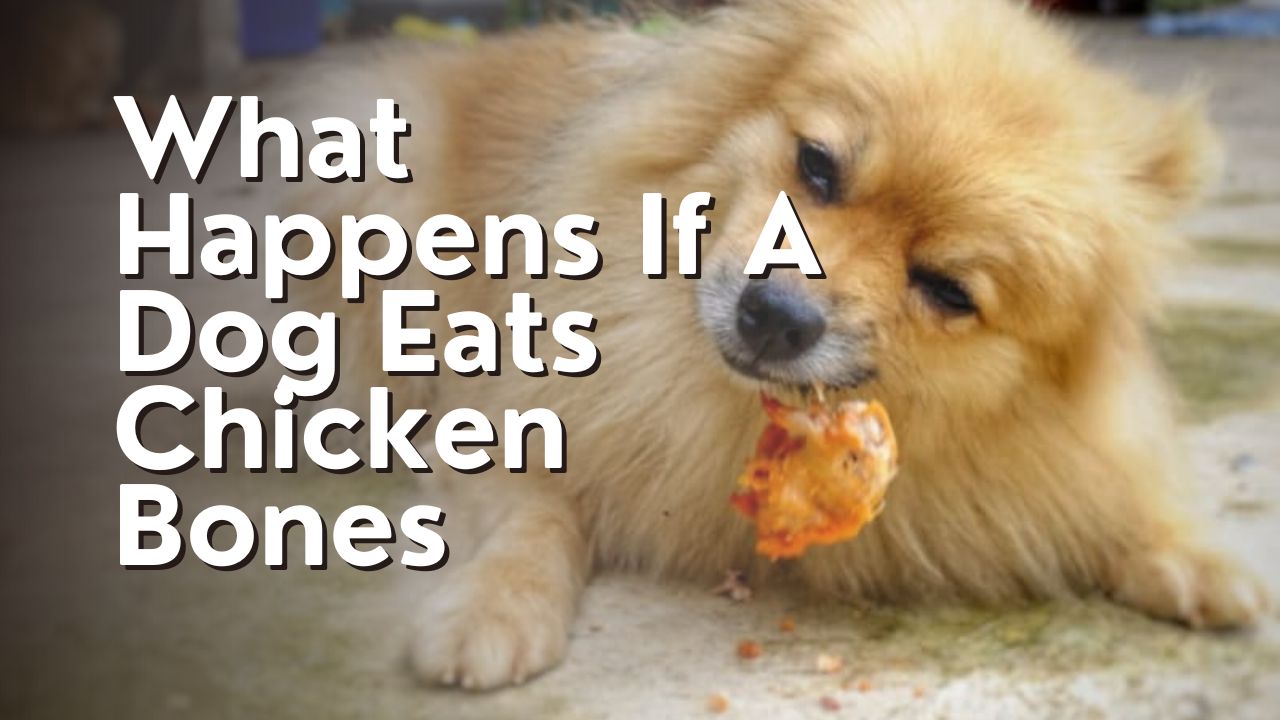 What Happens If A Dog Eats Chicken Bones