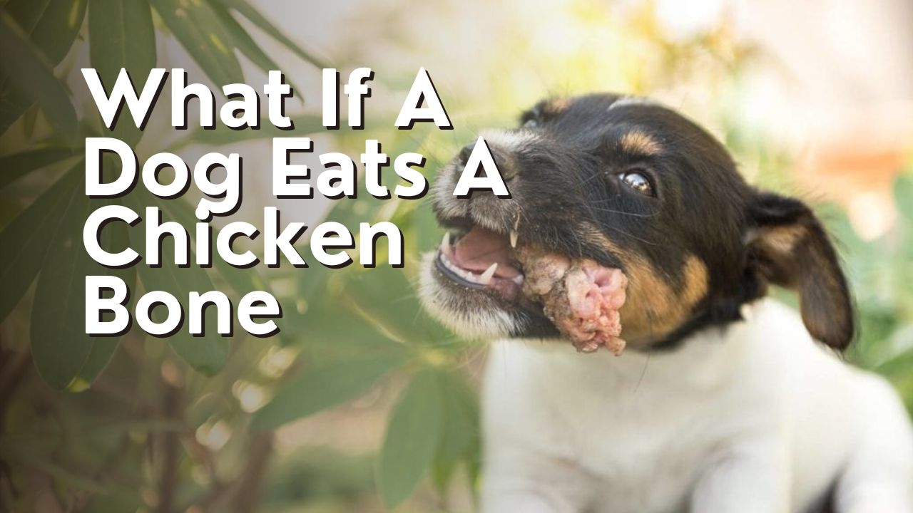 What If A Dog Eats A Chicken Bone