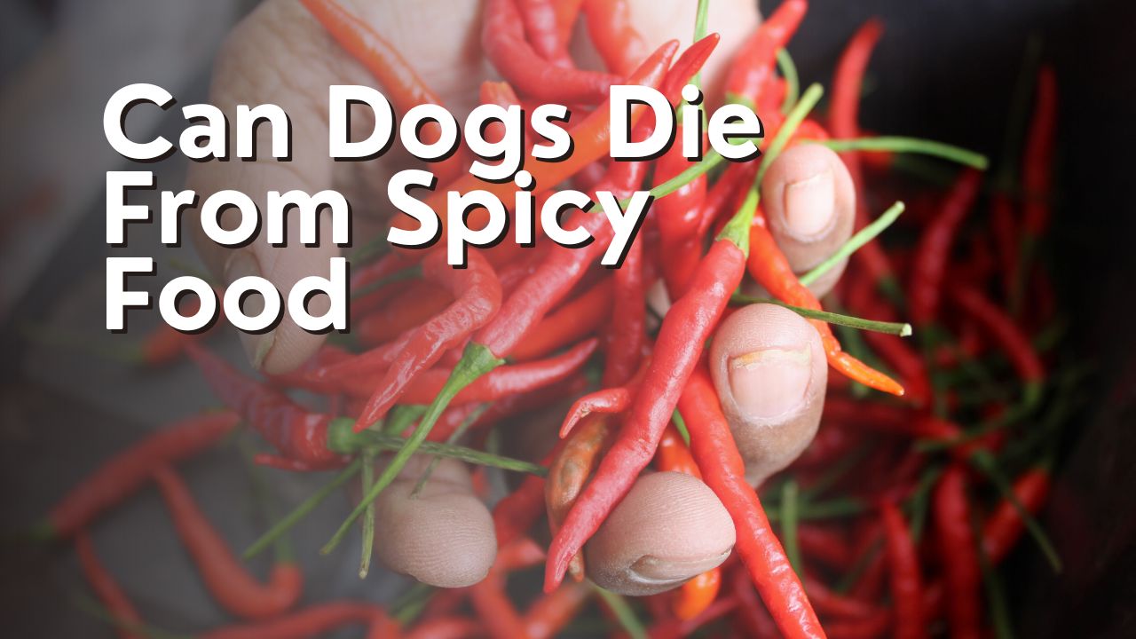 Can Dogs Die From Spicy Food