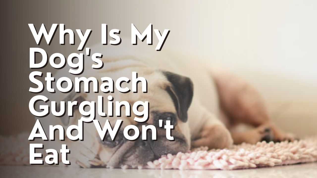 Why Is My Dog's Stomach Gurgling And Won't Eat