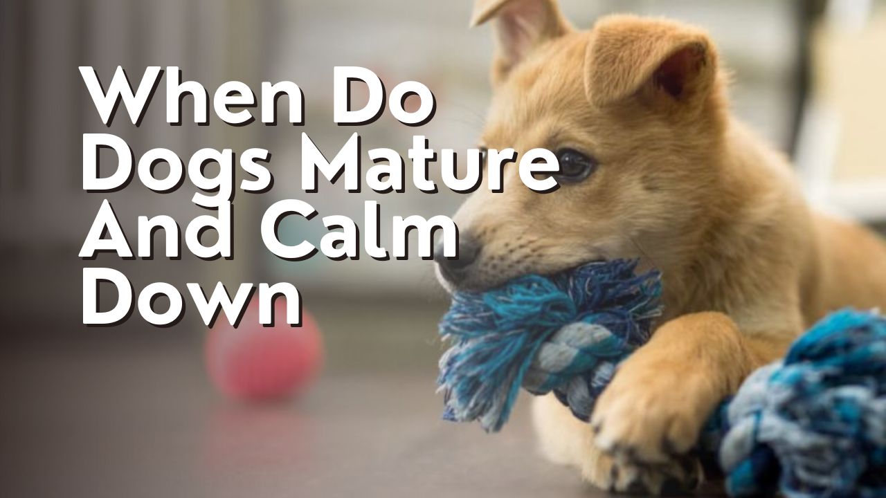 When Do Dogs Mature And Calm Down