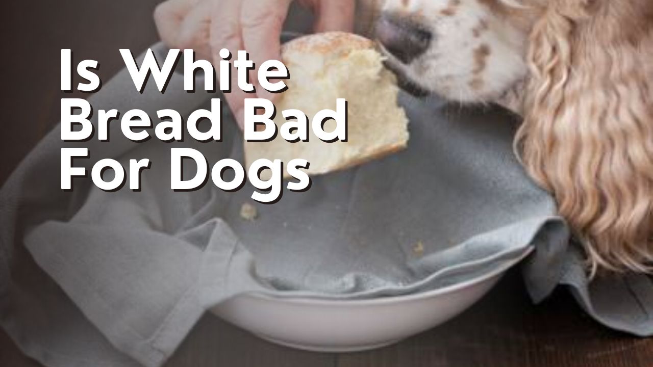 Is White Bread Bad For Dogs