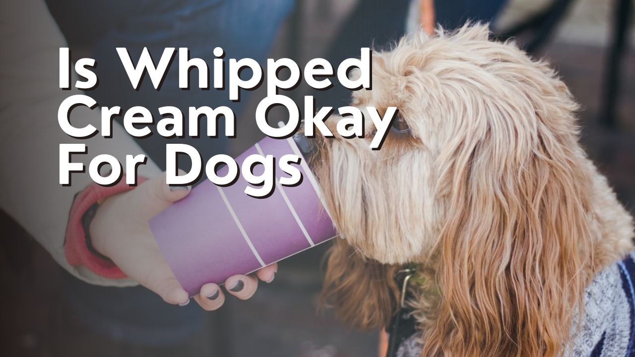 Is Whipped Cream Okay For Dogs