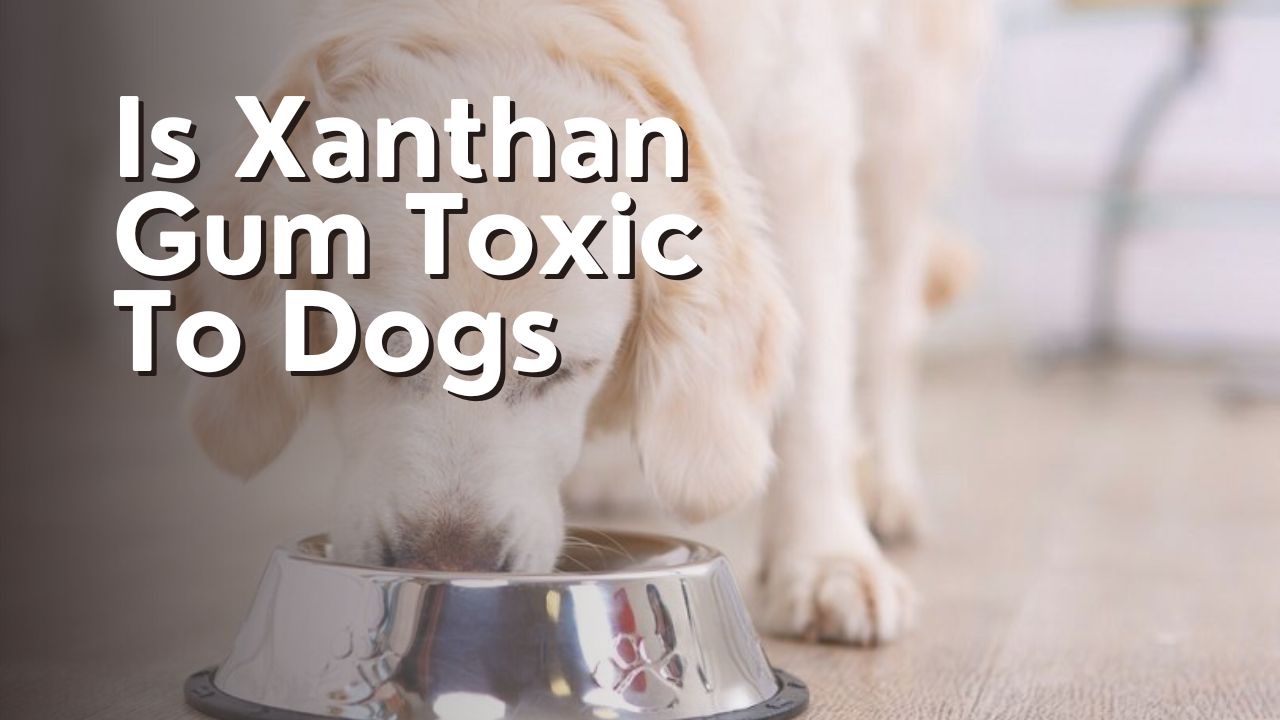 Is Xanthan Gum Toxic To Dogs