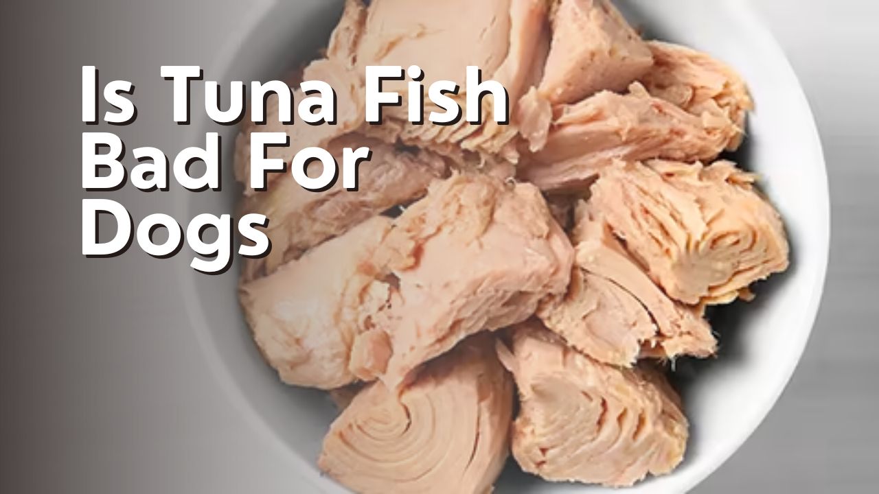 Is Tuna Fish Bad For Dogs