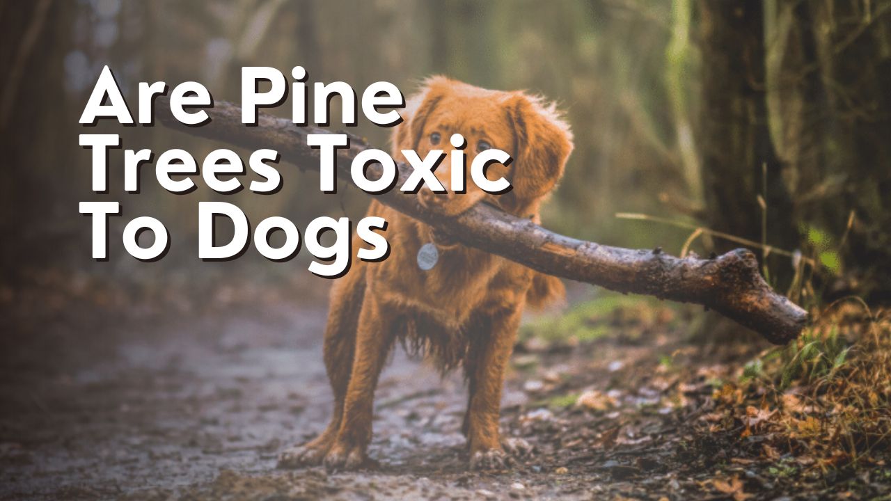 Are Pine Trees Toxic To Dogs