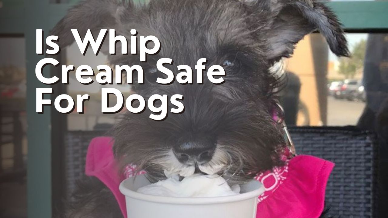 Is Whip Cream Safe For Dogs