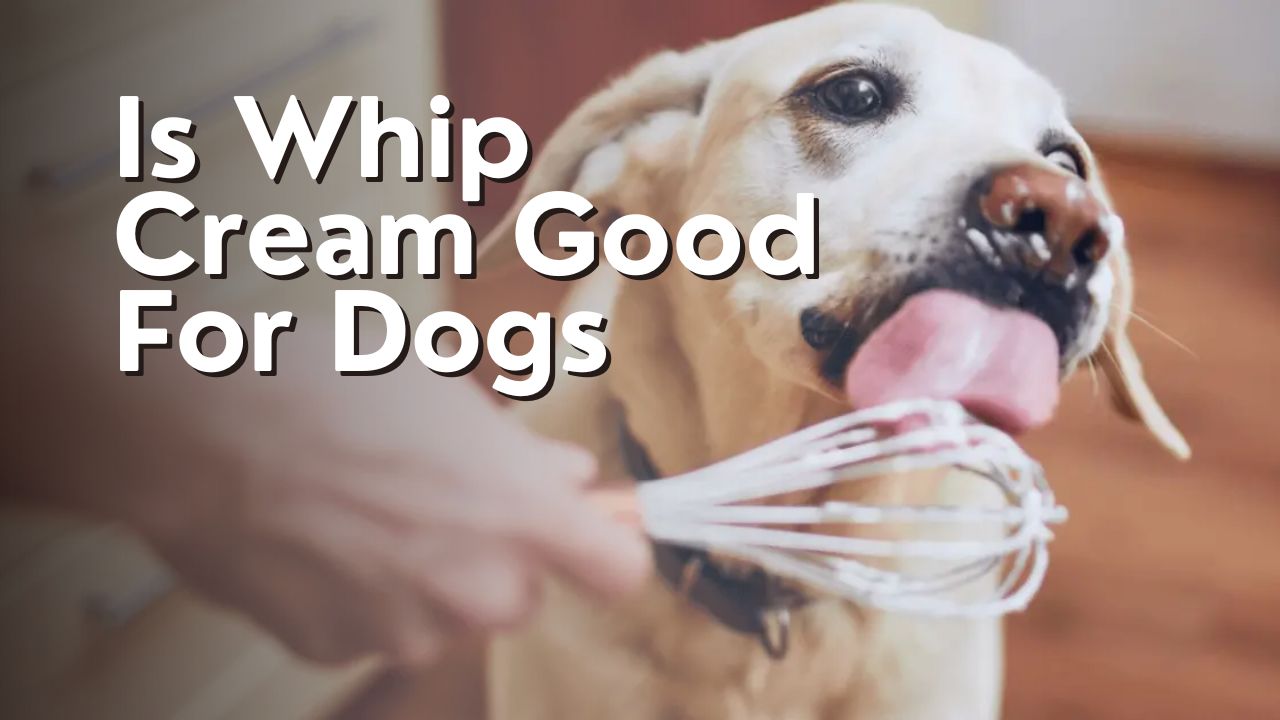 Is Whip Cream Good For Dogs