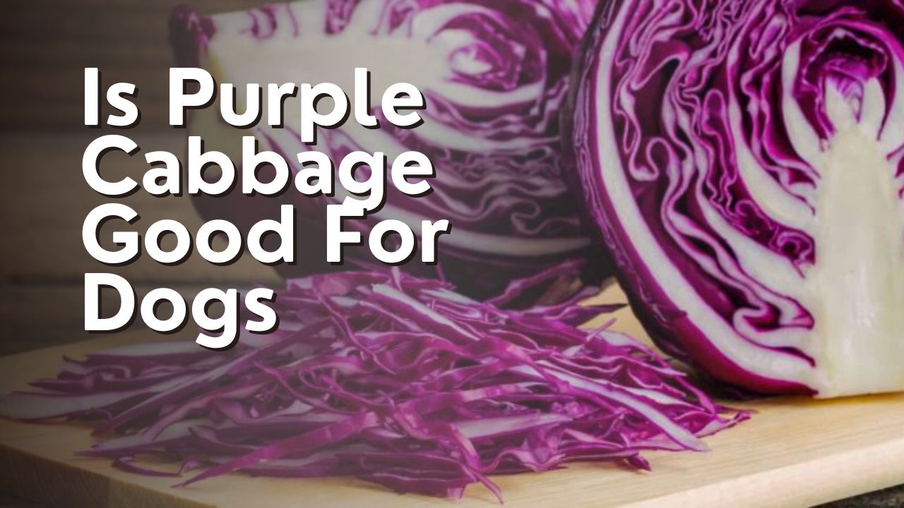 Is Purple Cabbage Good For Dogs