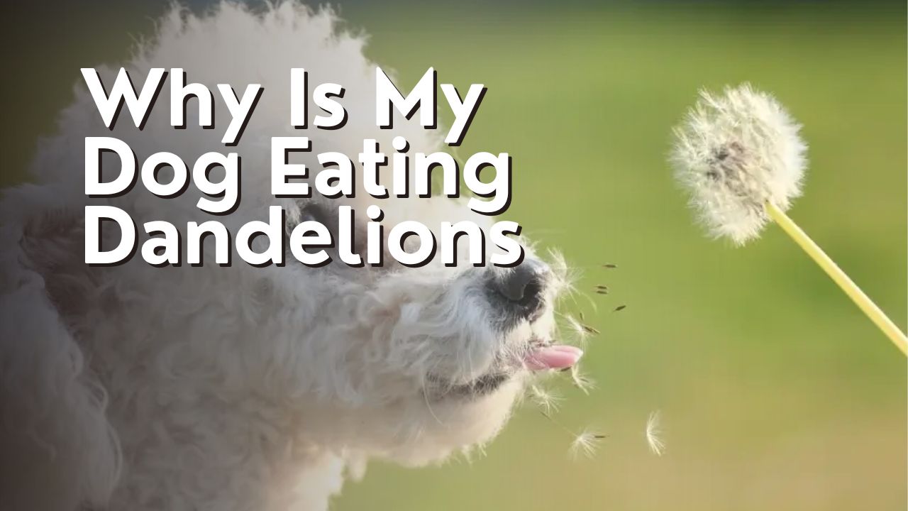 Why Is My Dog Eating Dandelions