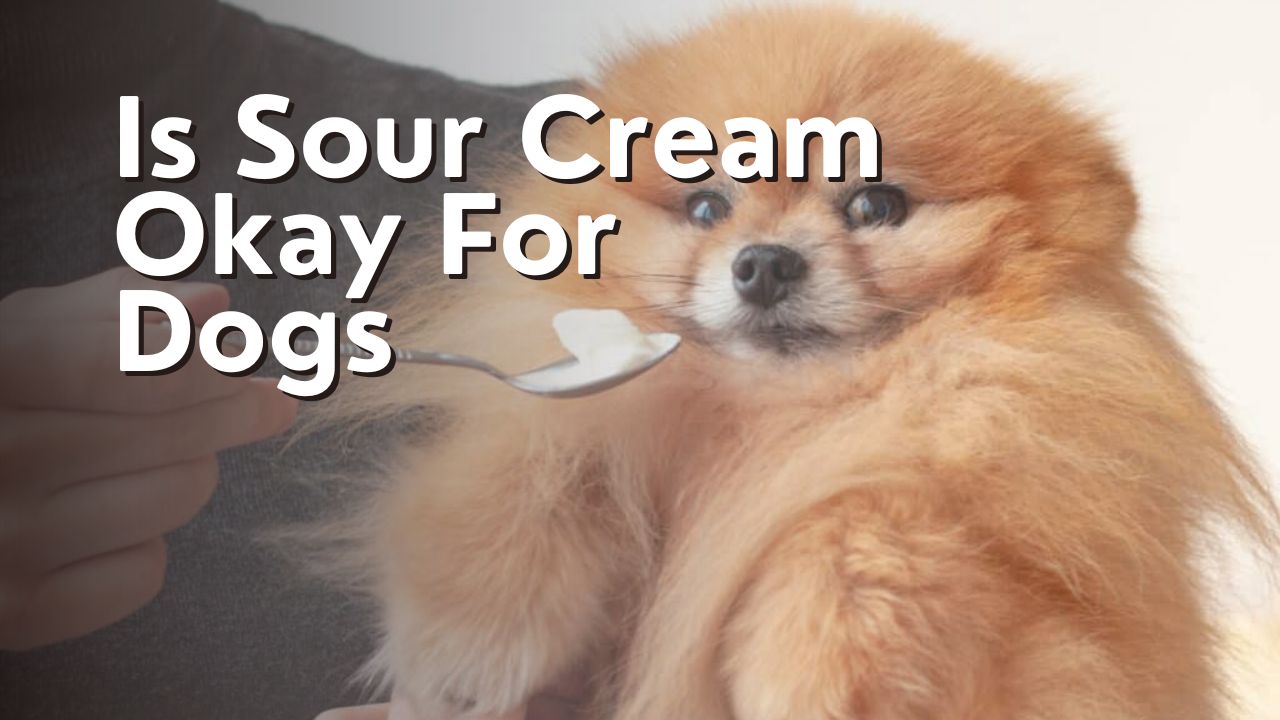 Is Sour Cream Okay For Dogs