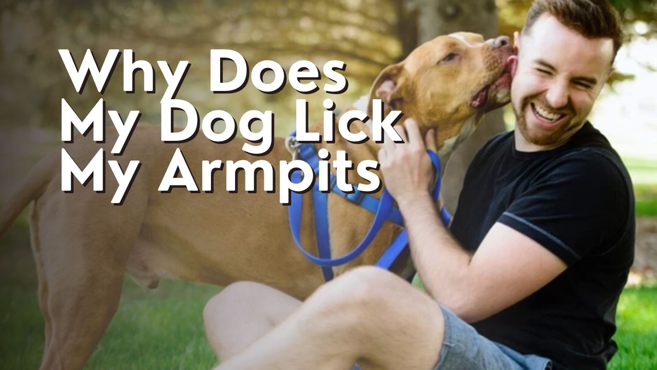 Why Does My Dog Lick My Armpits